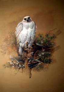 格陵兰岛gyrfalcon